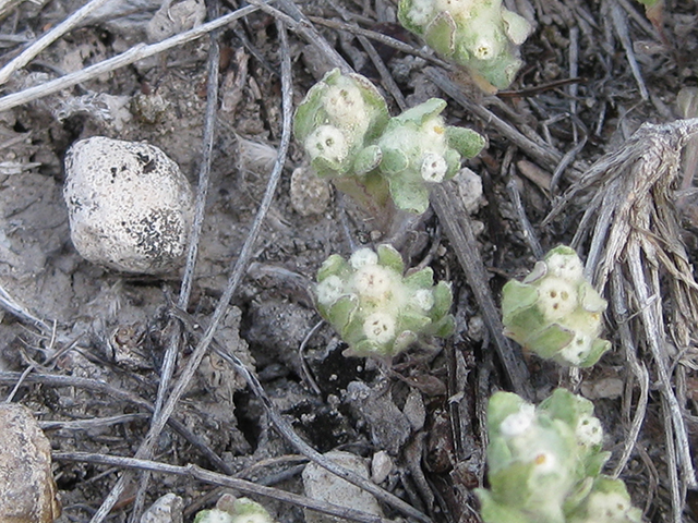 Evax verna (Spring pygmycudweed) #76966