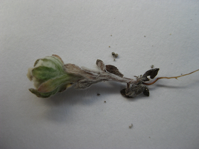 Evax verna (Spring pygmycudweed) #76967