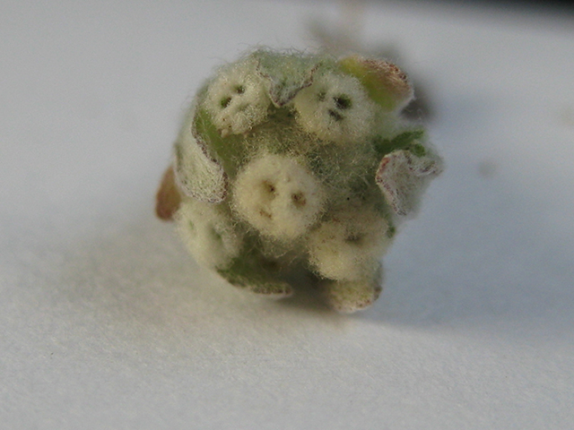 Evax verna (Spring pygmycudweed) #76969