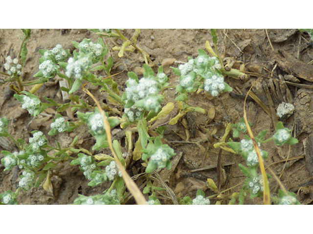 Evax verna (Spring pygmycudweed) #76971