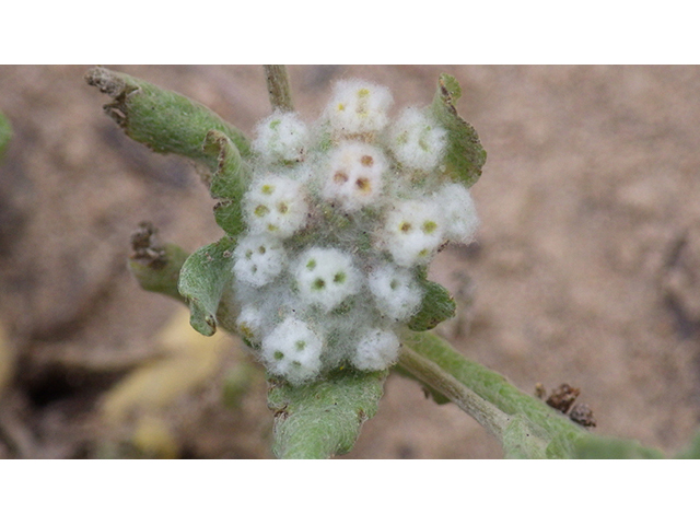 Evax verna (Spring pygmycudweed) #76973