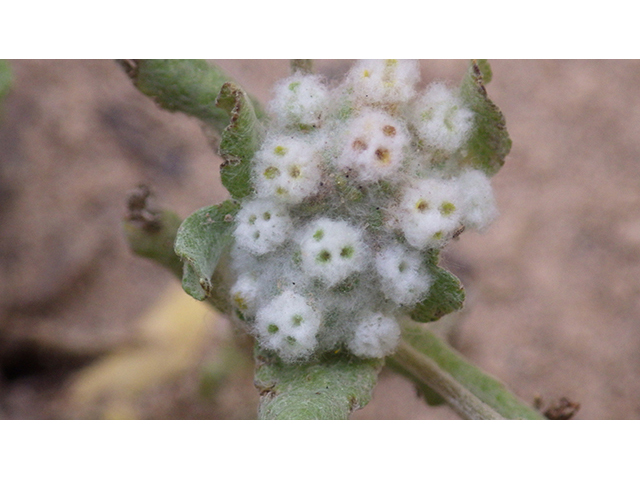 Evax verna (Spring pygmycudweed) #76974