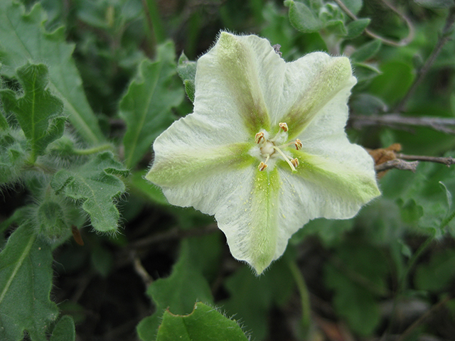 Solanum rostratum (Buffalo bur) #77046