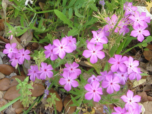 Phlox drummondii ssp. mcallisteri (Mcallister's phlox) #31137