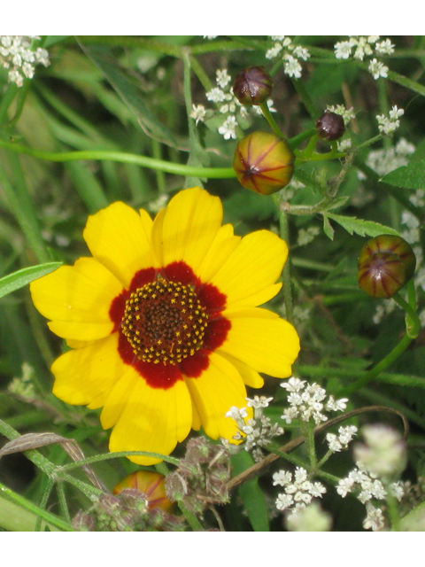 Coreopsis tinctoria (Plains coreopsis) #31193