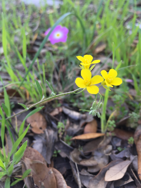 Lesquerella recurvata (Gaslight bladderpod) #60221