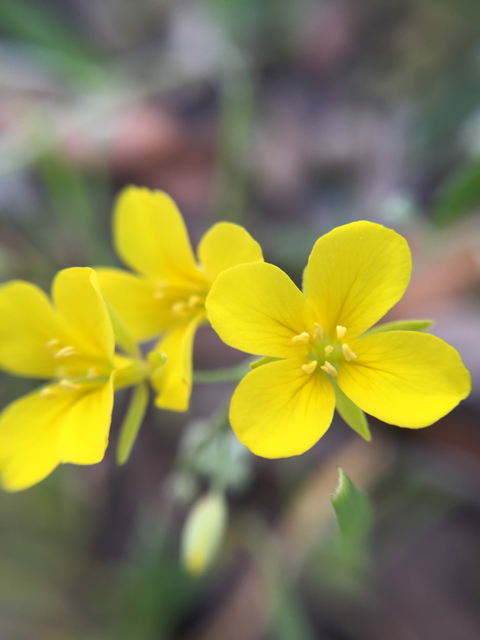 Lesquerella recurvata (Gaslight bladderpod) #60223