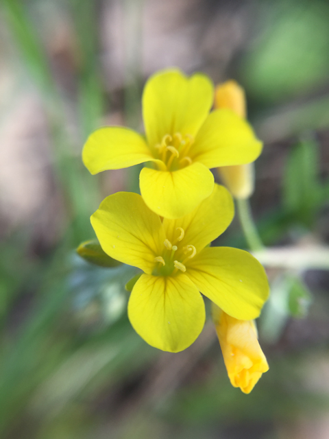 Lesquerella recurvata (Gaslight bladderpod) #60224