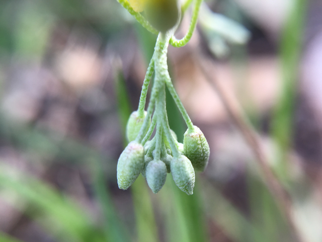 Lesquerella recurvata (Gaslight bladderpod) #60226