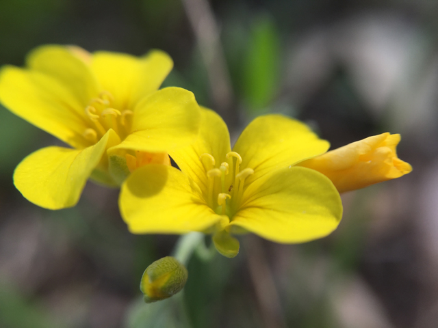 Lesquerella recurvata (Gaslight bladderpod) #60227