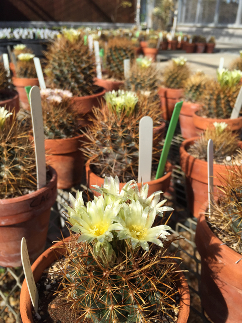 Ancistrocactus tobuschii (Tobusch fishhook cactus) #60598