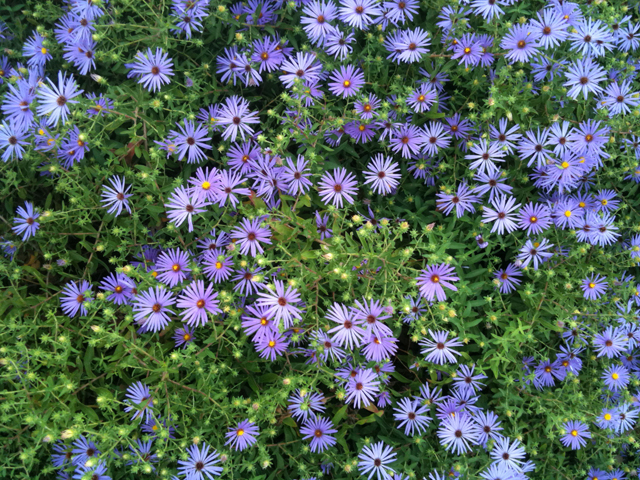 Symphyotrichum oblongifolium (Aromatic aster) #31088