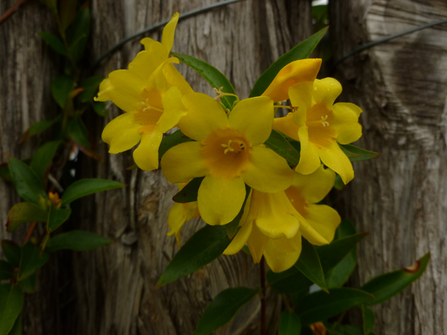 Gelsemium sempervirens (Carolina jessamine) #31108