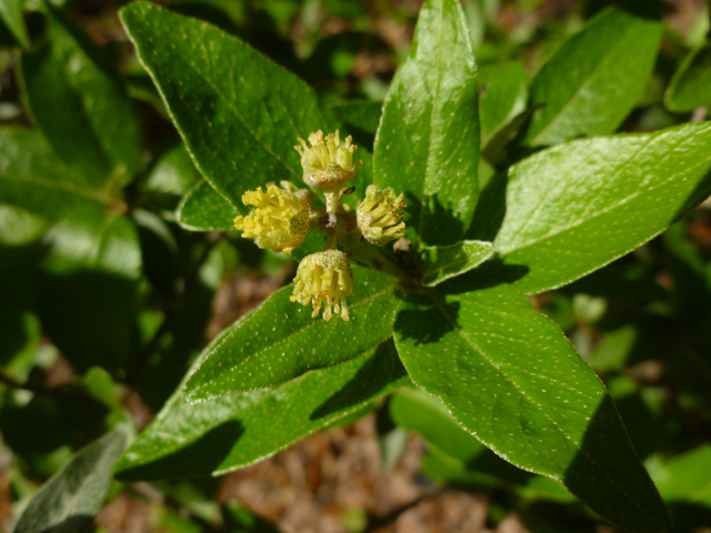 Croton alabamensis var. texensis (Texabama croton) #31118