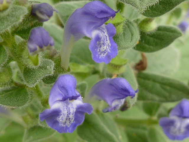 Scutellaria ovata ssp. bracteata (Heartleaf skullcap) #31367