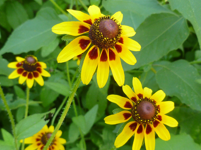 Rudbeckia hirta (Black-eyed susan) #31375