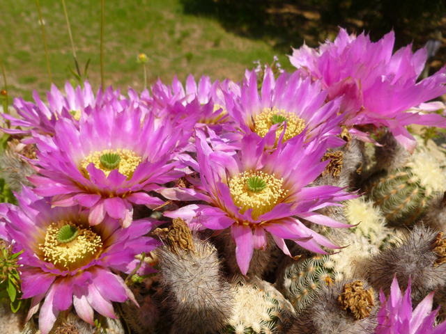 Echinocereus reichenbachii (Lace hedgehog cactus) #31912