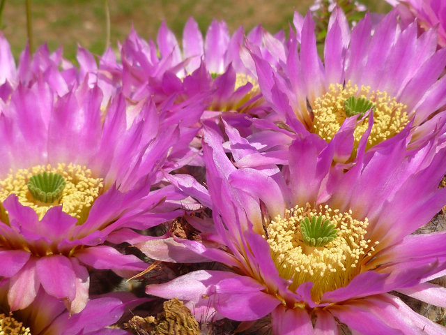 Echinocereus reichenbachii (Lace hedgehog cactus) #31913