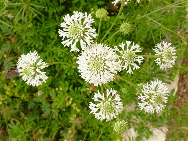 Marshallia caespitosa (Barbara's-buttons) #38889