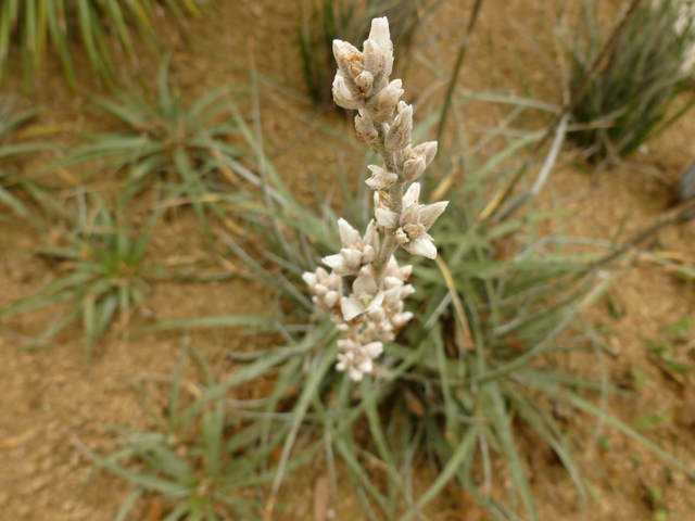 Hechtia texensis (Texas false agave) #38907