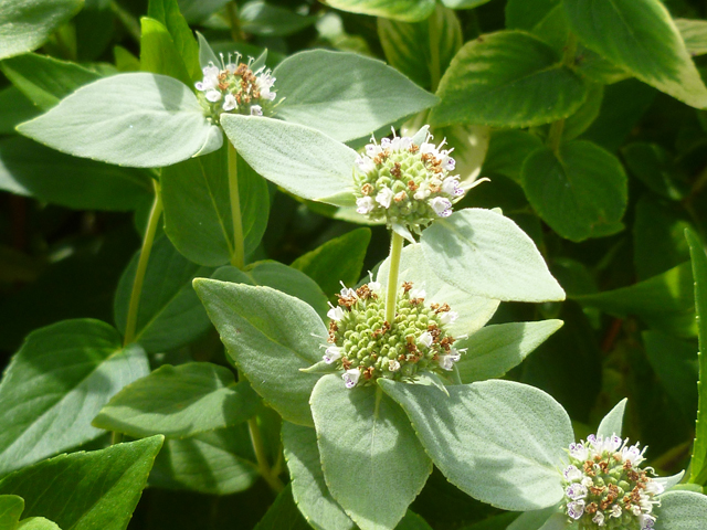 Pycnanthemum albescens (Whiteleaf mountain mint) #38926