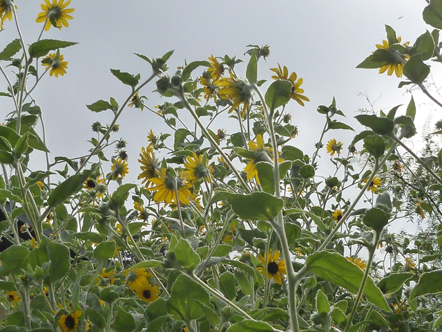 Helianthus argophyllus (Silverleaf sunflower) #38945