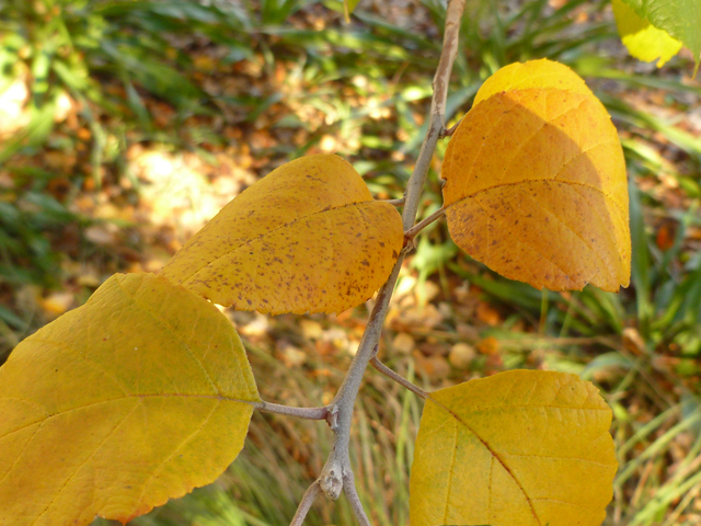 Malus ioensis var. texana (Texas crabapple) #41660