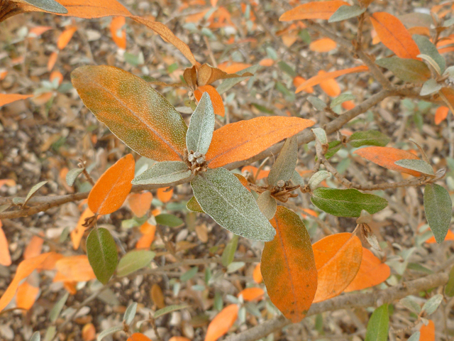 Croton alabamensis var. texensis (Texabama croton) #41662