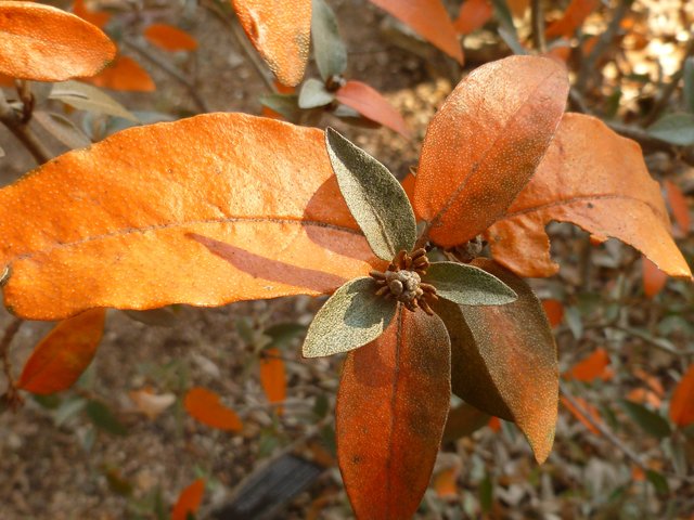 Croton alabamensis var. texensis (Texabama croton) #41663