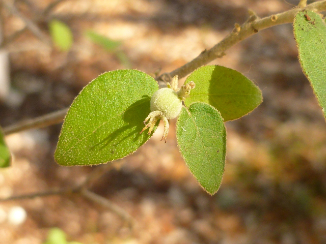 Croton fruticulosus (Bush croton) #41684