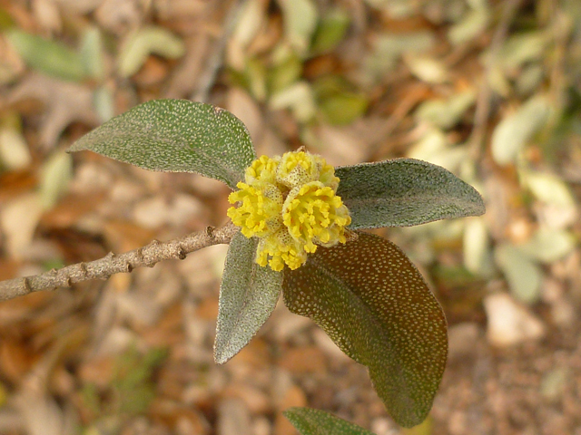 Croton alabamensis var. texensis (Texabama croton) #41693