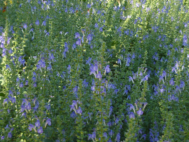 Scutellaria ovata ssp. bracteata (Heartleaf skullcap) #41701