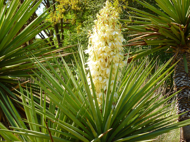 Yucca treculeana (Spanish dagger) #41794