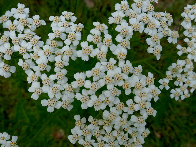 Achillea millefolium (Common yarrow) #89711