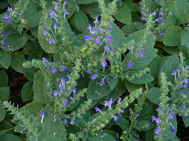 Scutellaria ovata ssp. bracteata (Heartleaf skullcap) #89726