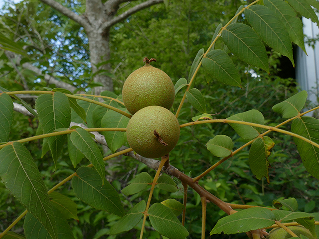 Juglans major (Arizona walnut) #89751