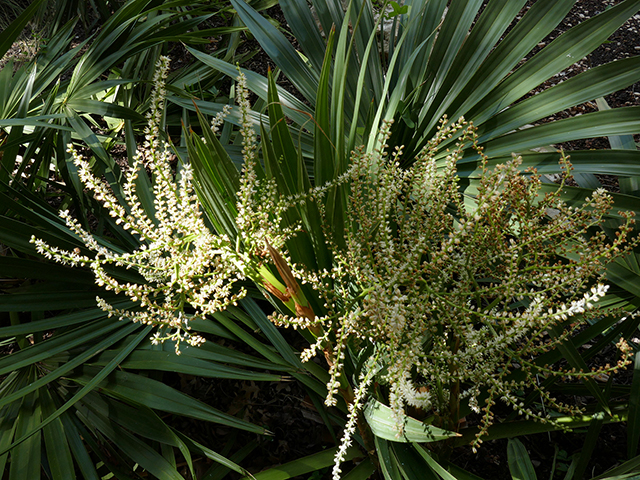 Sabal minor (Dwarf palmetto) #89761