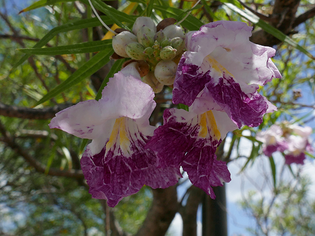 Chilopsis linearis (Desert willow) #89767