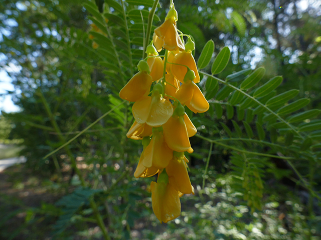 Sesbania drummondii (Rattlebush) #89777