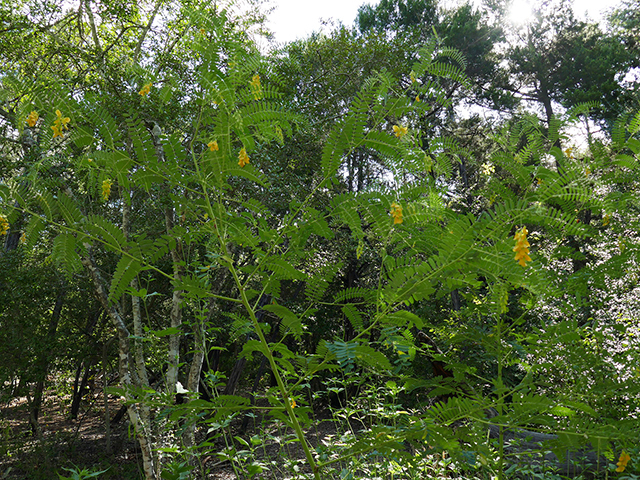 Sesbania drummondii (Rattlebush) #89778