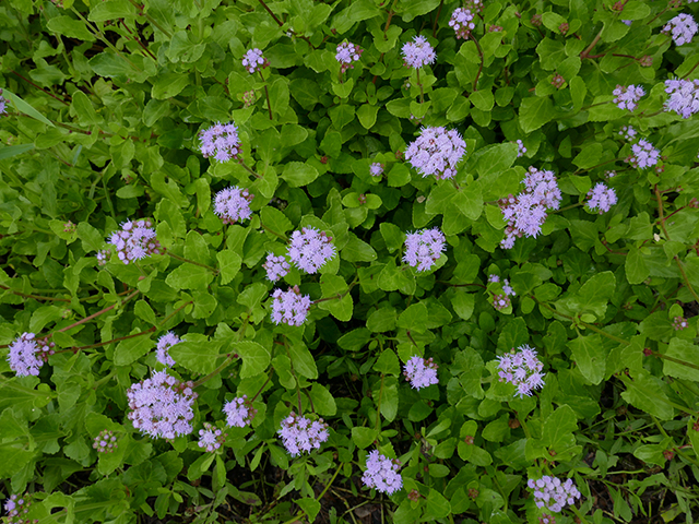 Conoclinium betonicifolium (Betonyleaf thoroughwort) #89784