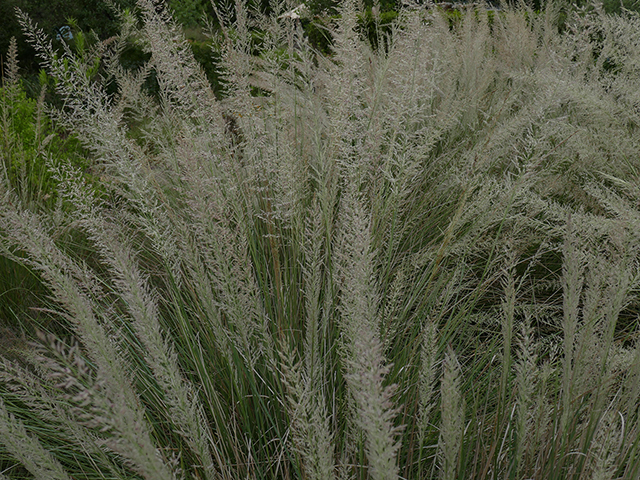 Muhlenbergia lindheimeri (Lindheimer's muhly) #89797