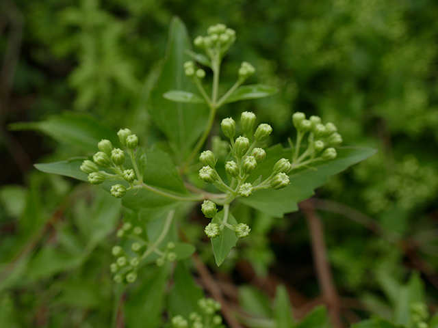 Ageratina havanensis (Shrubby boneset) #89801