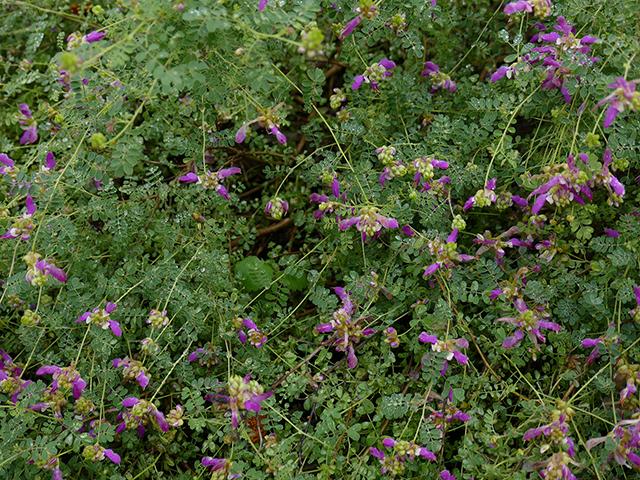 Dalea frutescens (Black dalea) #89802