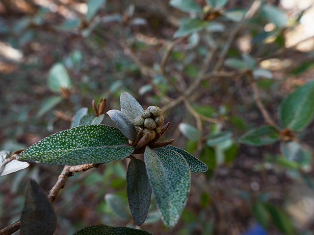 Croton alabamensis var. texensis (Texabama croton) #89813