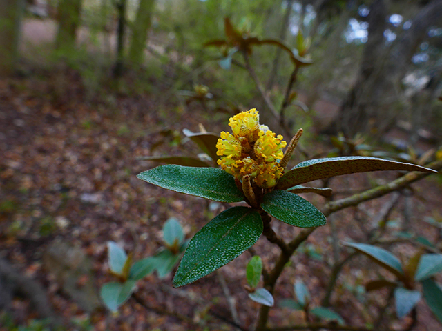 Croton alabamensis var. texensis (Texabama croton) #89824