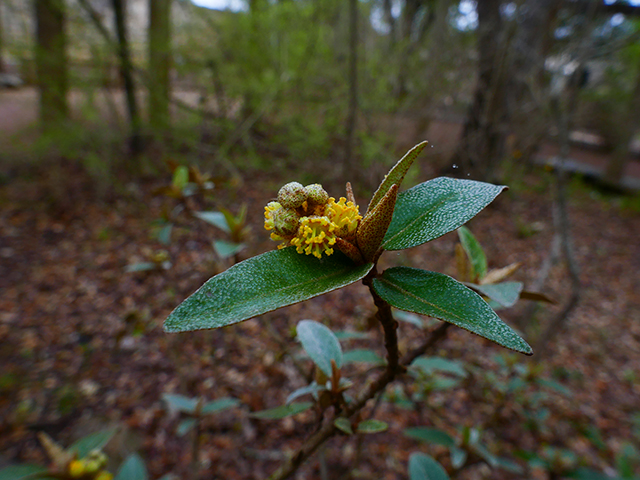 Croton alabamensis var. texensis (Texabama croton) #89825