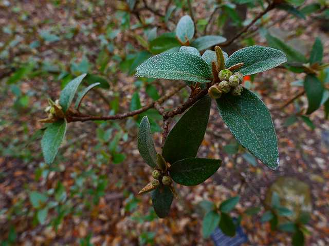 Croton alabamensis var. texensis (Texabama croton) #89826