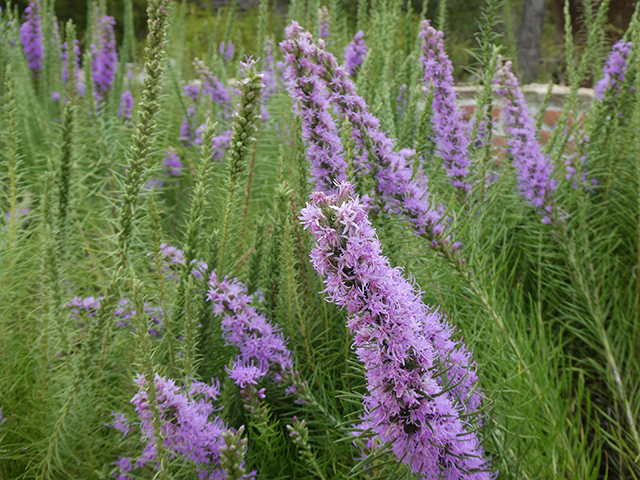 Liatris punctata var. mucronata (Texas gayfeather) #89839