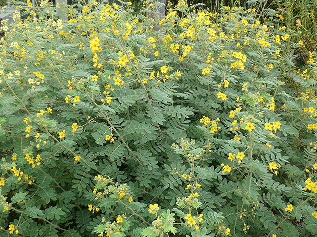 Senna lindheimeriana (Lindheimer's senna) #89861